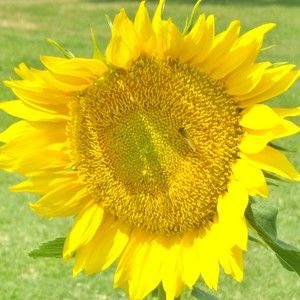 Meet your Posher, Janice